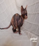 كتنز سفنكس- Sphynx kittens