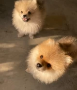 pomeranian بومورينيين