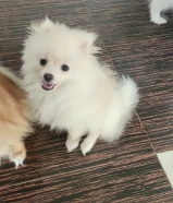 month old pomeranian (Only english) كلب صغير طويل الشعر عمره 4 أشهر (باللغة الإنجليزية فقط)