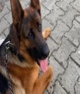 German shepherd