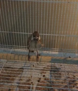 مطلوب فرخ بلبل سعره خمسه