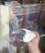 Teddy pigeon
