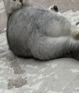 برتش شووت هير