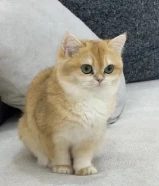 برتش شورت هير