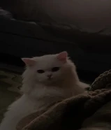 قطه للتبني