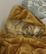 قطة لعوووبة عمرها شهرين