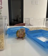 فرخ الكروان عمره شهرين نهاية عس وفرخ الكنيور باينبل ردفاكتور عمره شهر وشوي الاثنين 75