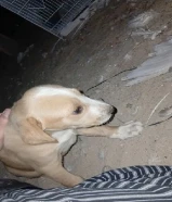 جرو بلدي بصحه جيدا جداً و نشيط