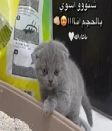 قطه سكوتش فولد عمرها شهر ونص للبيع