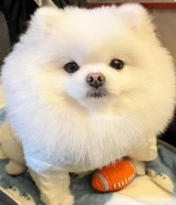 small Pomeranian