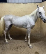 حصان مصري بيور