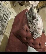 قطة بريتيش شورت هير للتبني