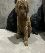 للبيع توي بودل اخر اثنين سود نثية وذكر ماخذين اول تطعيم العمر