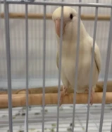 للبيع نثيه تتكلم حجم جامبو انتاج الكويت اقرا التفاصيل تحت