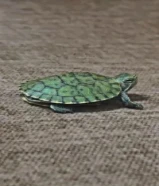 Selling red eared slider turtle baby for 5 kd with food fully active no disease