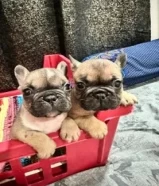 Dفرنش بولدوج جراوي - French Bulldog Puppies