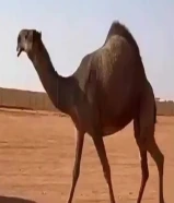 حلاقة وغسيل ابل كل مناطق الكويت