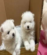 Pomeranian