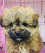Sale & buy all pets