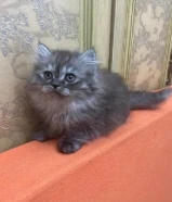For Sale British Kittens