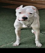 دوجو ارجنتيني ذكر 12 شهر حرارة DOGO