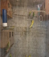 Australian parrots for sale