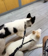 للبيع كلاب هاسكي ذكر وانثي