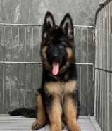 German Shepherd Puppies