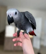 Talking African Grey Parrots