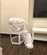 مطلوب قطة انثى للتزاوج