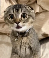 للتبني سكوتش فولد