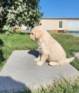 جراوى بودل للبيع