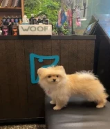 كلبه بومرينيان كيوته وهاديه تلعب مع الاطفال