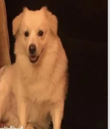 كلب جبنيز سبتز معقم مطعم كامل التطعيمات للتبني العاجل الطارئ لدواعي السفر