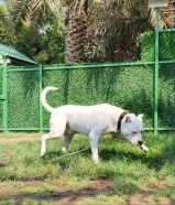 Dogo Argentino