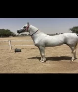 مطلوب حصان بولش او مكس مايكبش ومايرقص السعر 200 وتحت شسرررططط سلم51300637