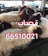 قصاب جزار متنقل تحت الطلب
