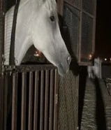 حصان مصري مواليد 2017.  67040181