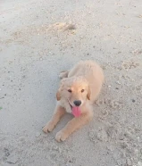 بيور puppy golden retreiver