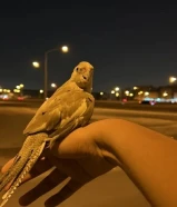 للبيع كروان ربوه