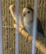 male opline femail albino