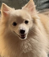 كلاب جابنيز سبتز للتبني مرحة و ودودة