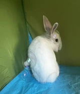 أرنب للبيع