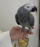 طير للبيع ، يرقص و يسولف و يتكلم واجد