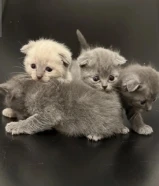 للبيع الام معه عيالها مطعمه وكرتها موحود