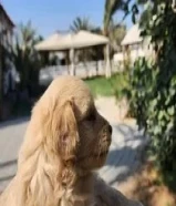 جراوى بودل للبيع