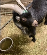 للبيع تيس چيكي قزم