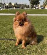 Mini Pomeranian