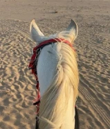 حصان مصري عمره سنتين ونص الحصان طيب وشكله طيب