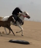 فرس مع مهرتها شرط السلم